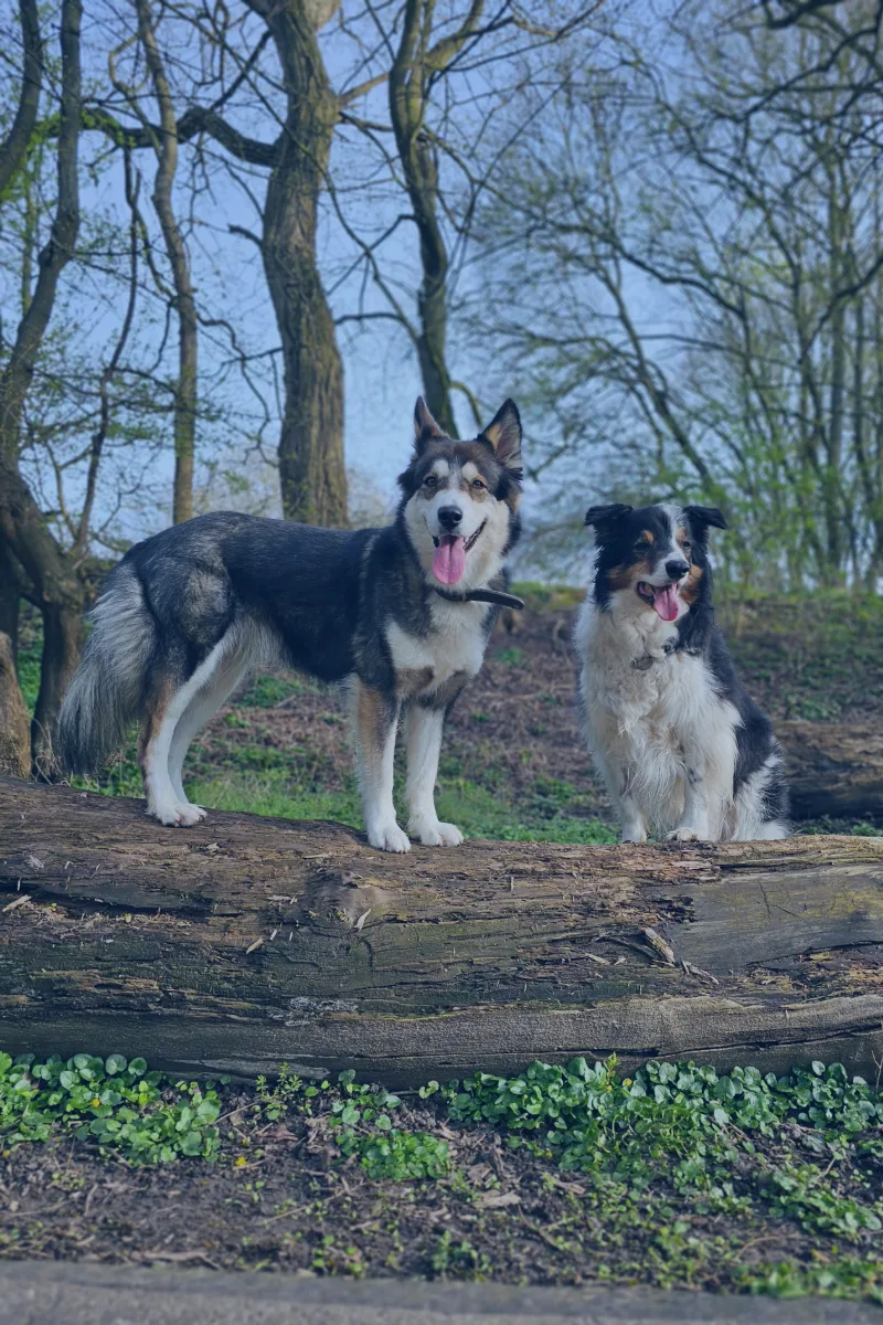 Zwei aufmerksame Hunde im Wald auf Baumstamm, Grundkurs Hundeerziehung
