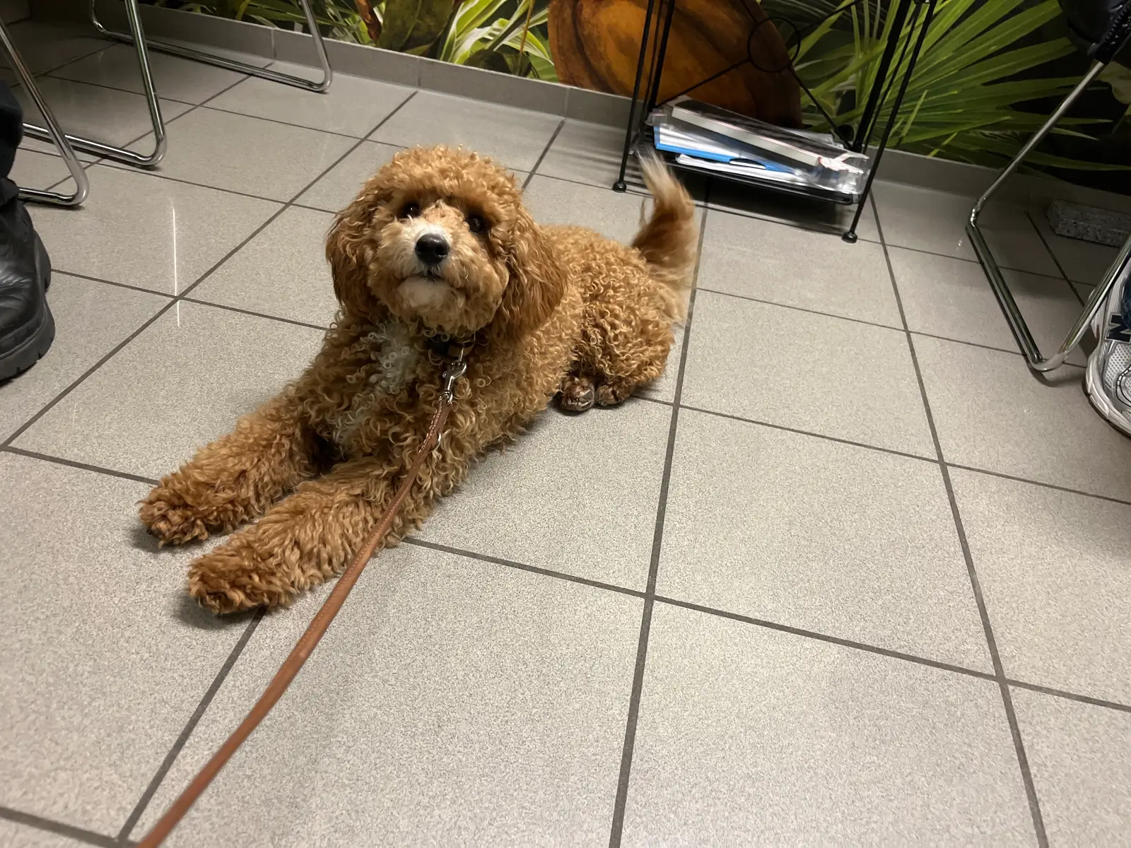 Apricot-farbener lockiger Hund liegt auf Fliesenboden in Wartezimmer