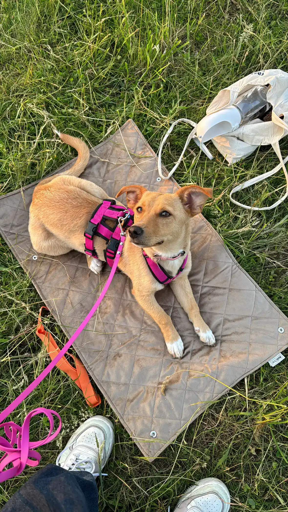 Hellbrauner Hund mit pinkem Geschirr auf grüner Wiese, liegend auf Decke