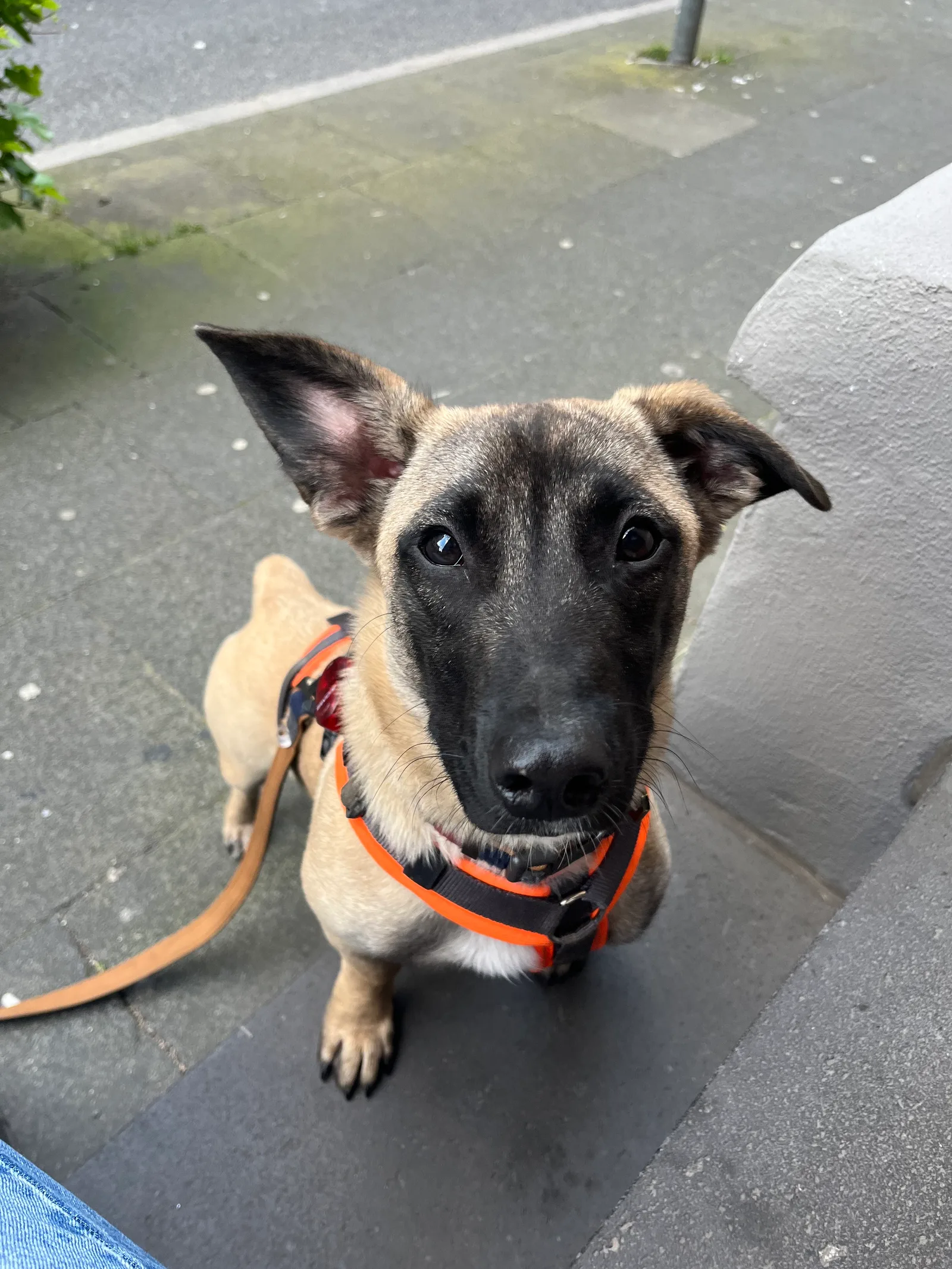 Schwarz-beiger Hund mit orangem Geschirr blickt von oben auf Asphalt