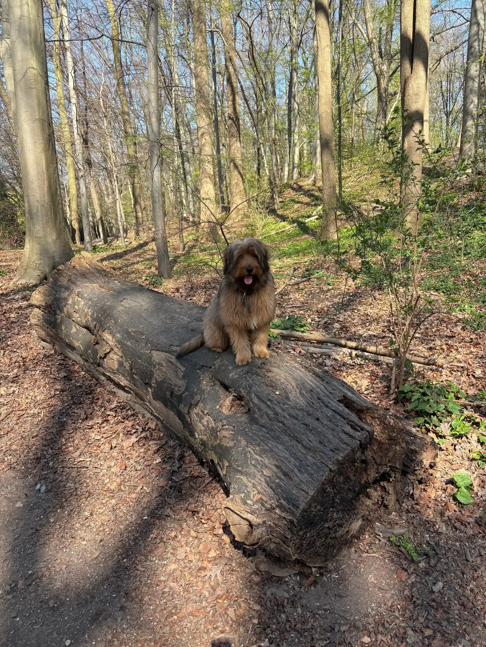Dunkler zottiger Hund sitzt auf Baumstamm im sonnigen Wald