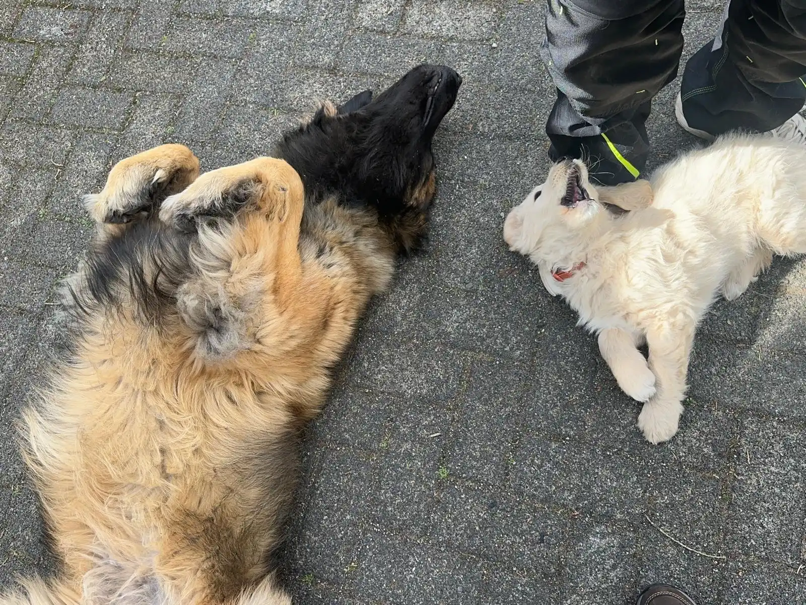 Zwei Hunde beim Spaziergang auf Asphalt mit Trainer, Leinenführigkeit trainiert