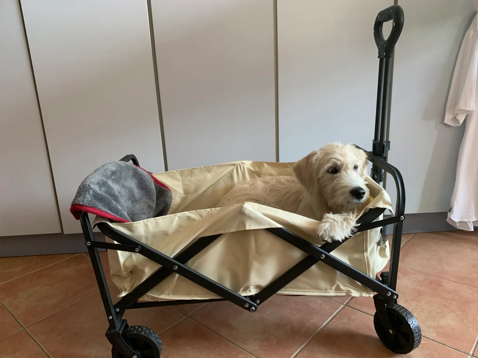 Cremefarbener Hund liegt entspannt in transportwagen auf Decke