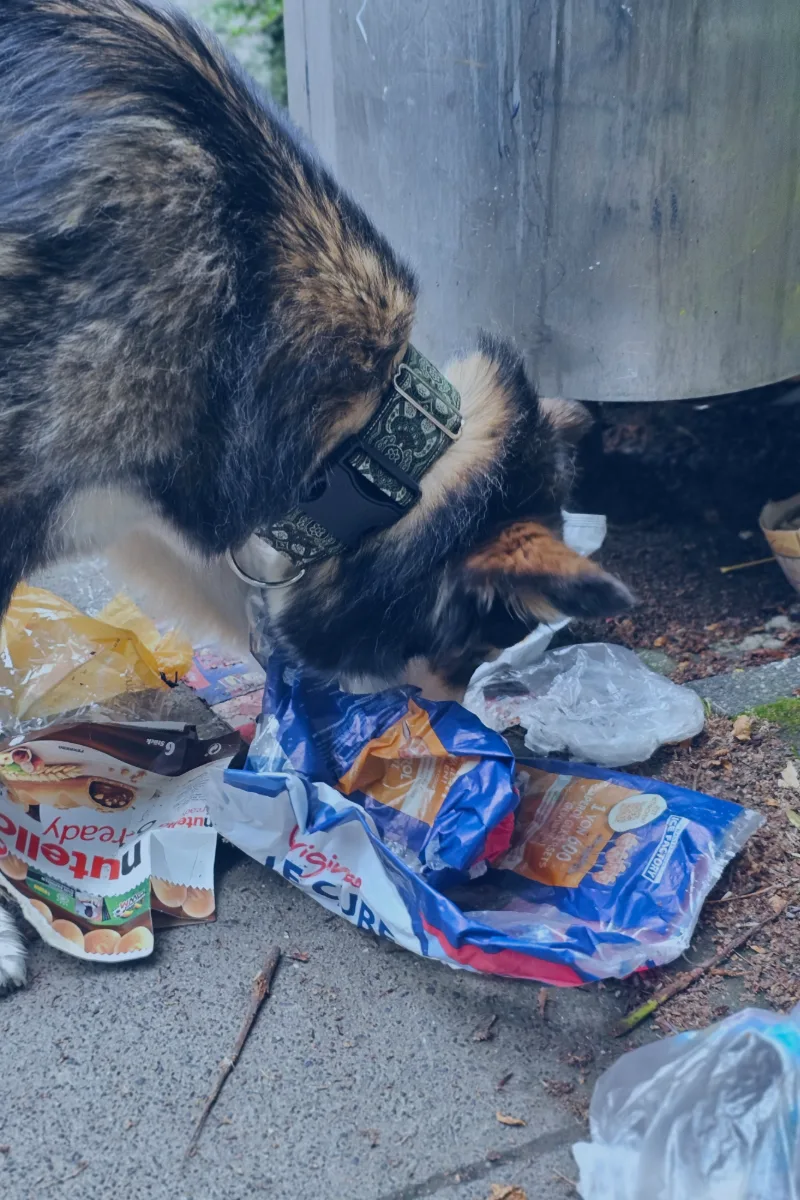 Hund untersucht Mülleimer auf Straße, Anti-Giftköder-Training