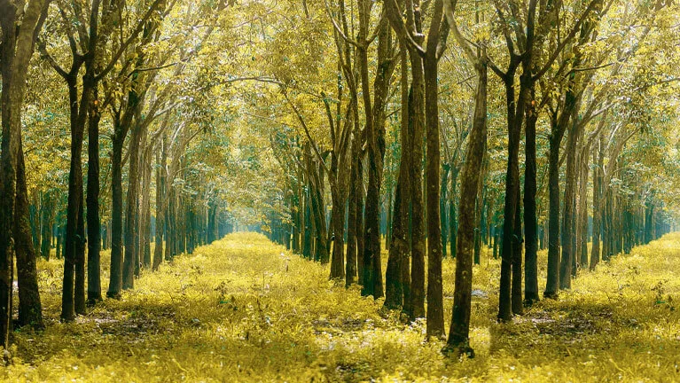 Goldener Herbstwald mit Blätterweg und Baumreihen