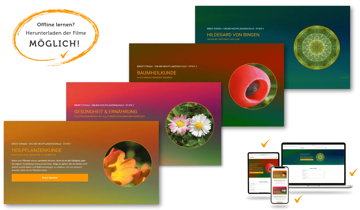 Heilpflanzenkunde – Videokurs zu Wildkräutern von Birgit Straka 1 Übersichtsdarstellung der Online-Heilpflanzenschule mit vier Kursmodulen, Videos und responsivem Design auf verschiedenen Ger