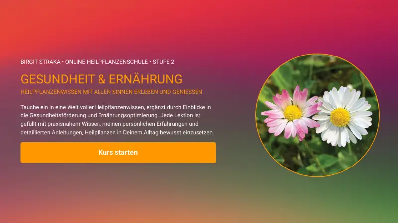 Heilpflanzenkunde – Videokurs zu Wildkräutern von Birgit Straka 6 Kursbanner Stufe 2 Gesundheit & Ernährung mit rosa-magenta Hintergrund, weißer Blüte und Kursstart-Button