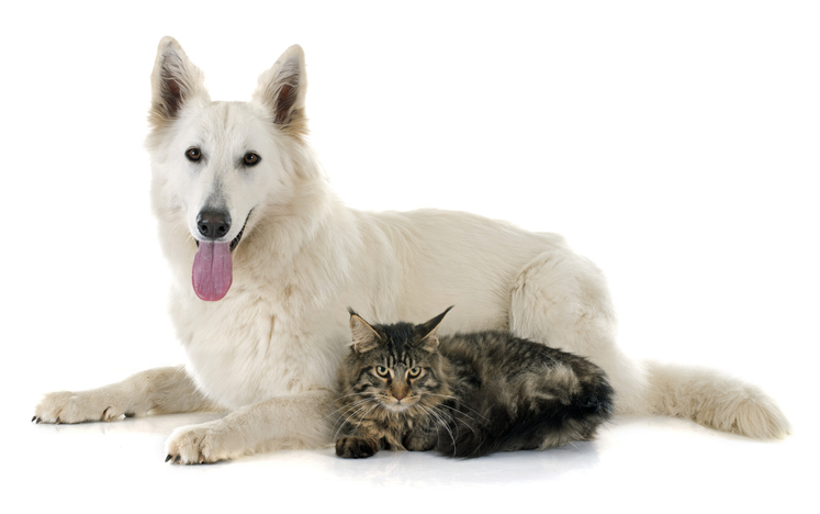 Herzenstiere und Silvester Kongresspaket Premium – Tierangst-Kurs 3 Weißer Schäferhund und getigerte Katze nebeneinander auf weißem Hintergrund