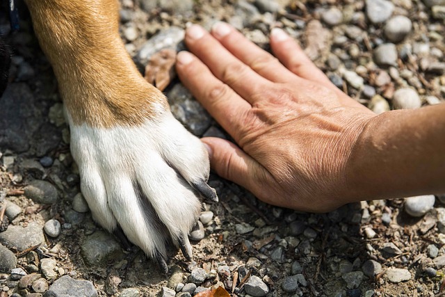 Herzenstiere und Silvester Kongresspaket Premium – Tierangst-Kurs 22 Hundepfote und menschliche Hand berühren sich auf Kieselsteinen