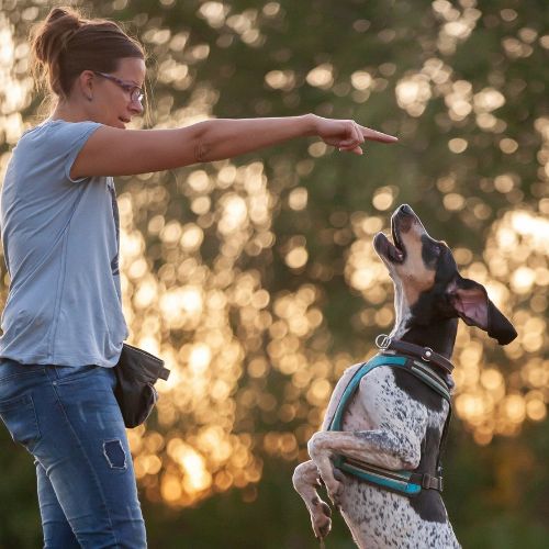 Herzenstiere und Silvester Kongresspaket Premium – Tierangst-Kurs 6 Rahel Chini mit schwarzbraunem Hund liegend auf Wiese