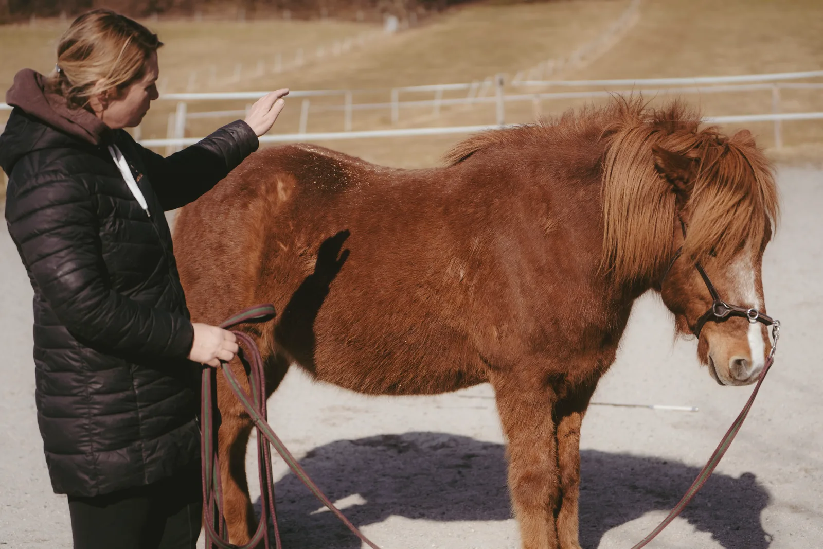 Kirsti Ludwig zeigt Horse Speak Grundlagen mit Gesten am braunen Pony