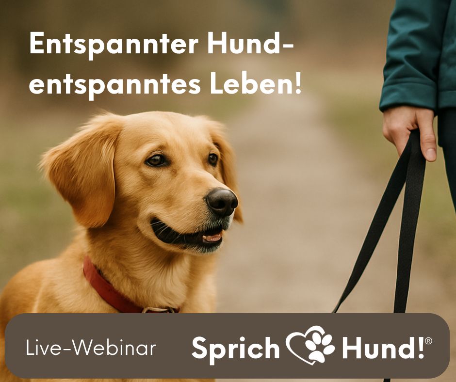 Live-Webinar Banner mit Golden Retriever an Leine und Überschrift auf grauem Hintergrund