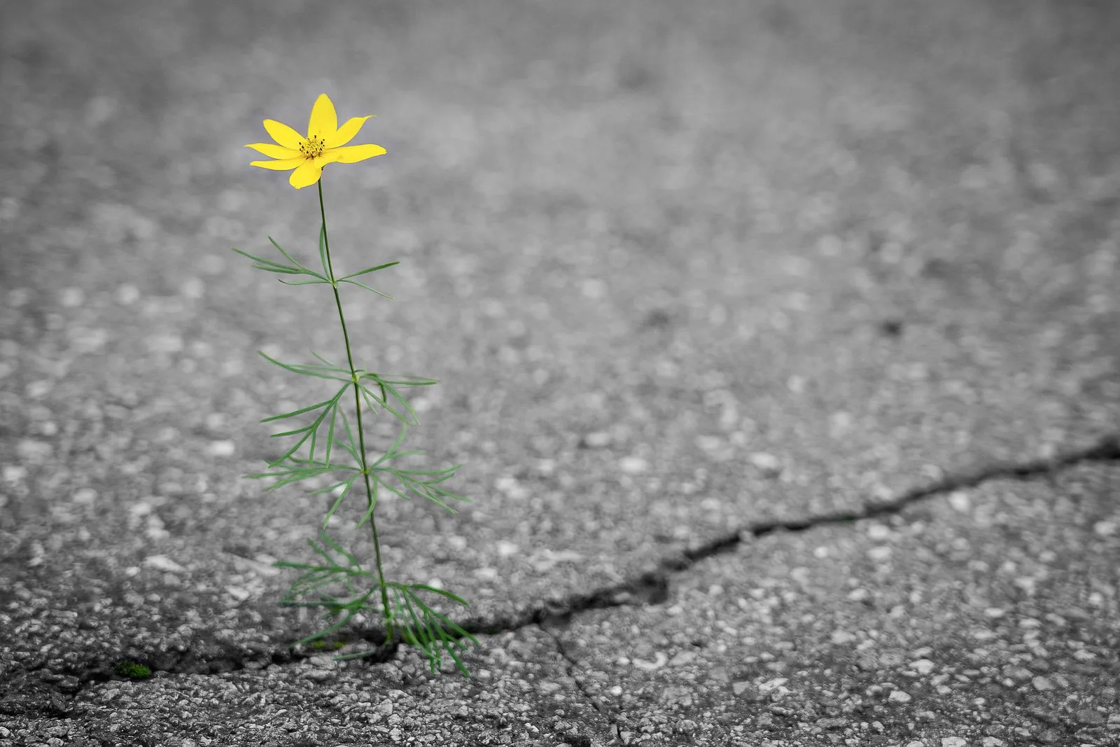 Einzelne kleine gelbe Blume wächst aus grauem Asphalt mit Riss, symbolisiert Widerstandsfähigkeit