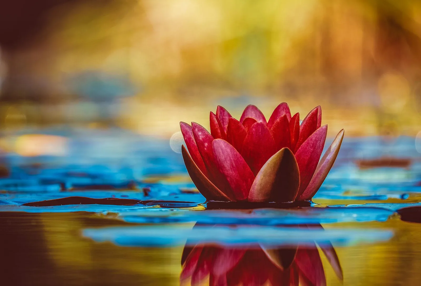 Rote Seerose (Lotos) mit Spiegelung in buntem Wasser mit gelb- und blauem Hintergrund