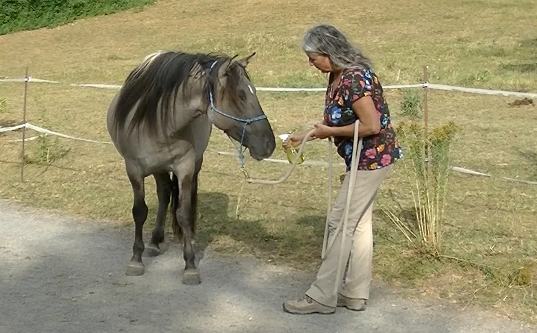 Christiane Göbel füttert stehendes graues Pferd auf Paddock, trägt Blümchen-Bluse und beige Hose