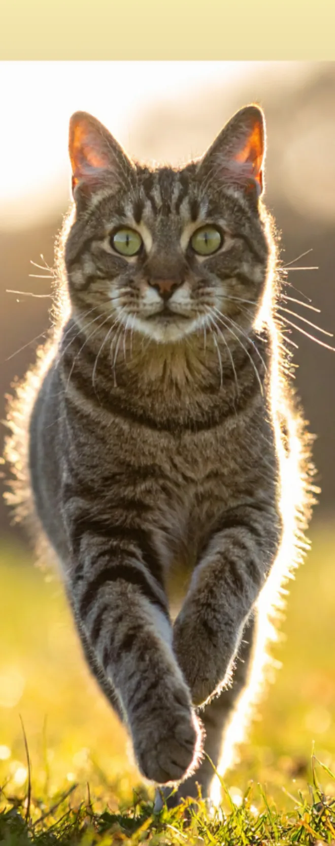 Graugetigerte Katze frontal gegenlicht, grüne Augen, intensiver Blick