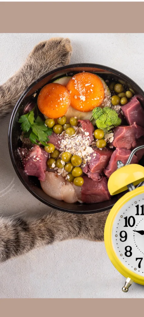 Rohfutter-Mahlzeit für Katzen in schwarzer Schale mit Fleisch, Leber, Gemüse und Ei