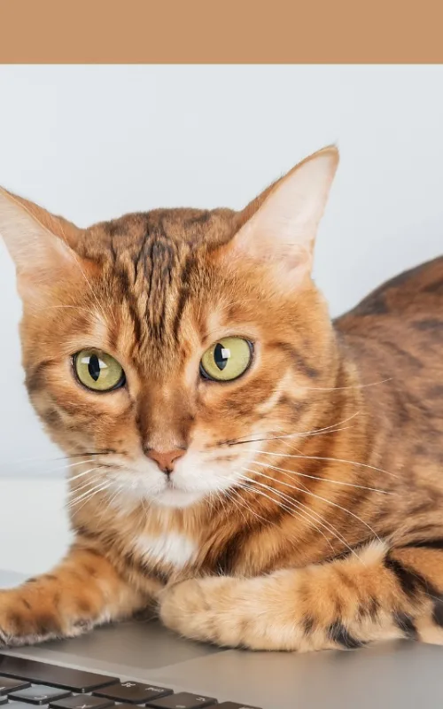 Tabby-Katze am Laptop sitzend, frontale Nahaufnahme mit grünen Augen