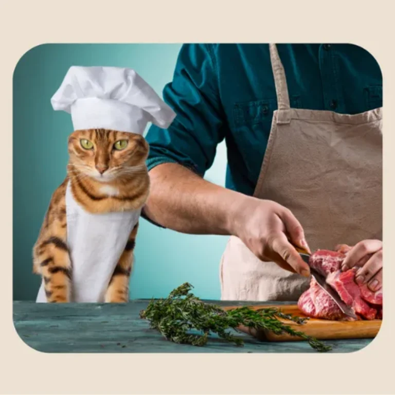 Katzen-Ernährungscoach® – Videokurs zur Katzenernährung von Petra Ott