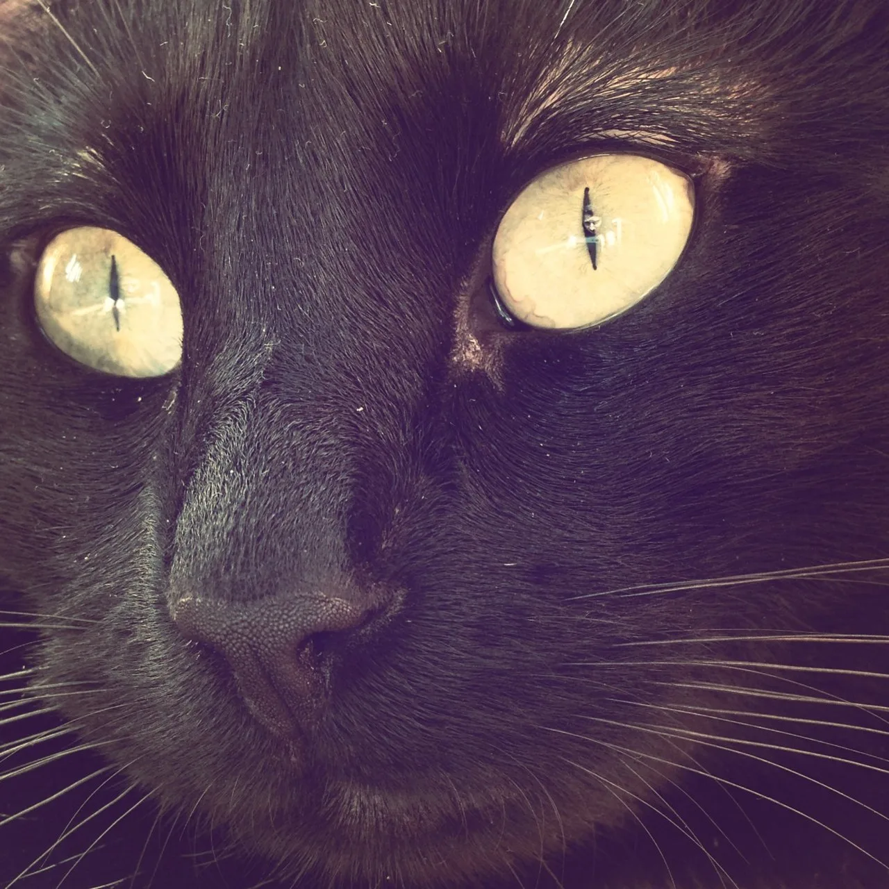 Extreme Nahaufnahme schwarze Katze mit großen gelben Augen und vertikalen Pupillen