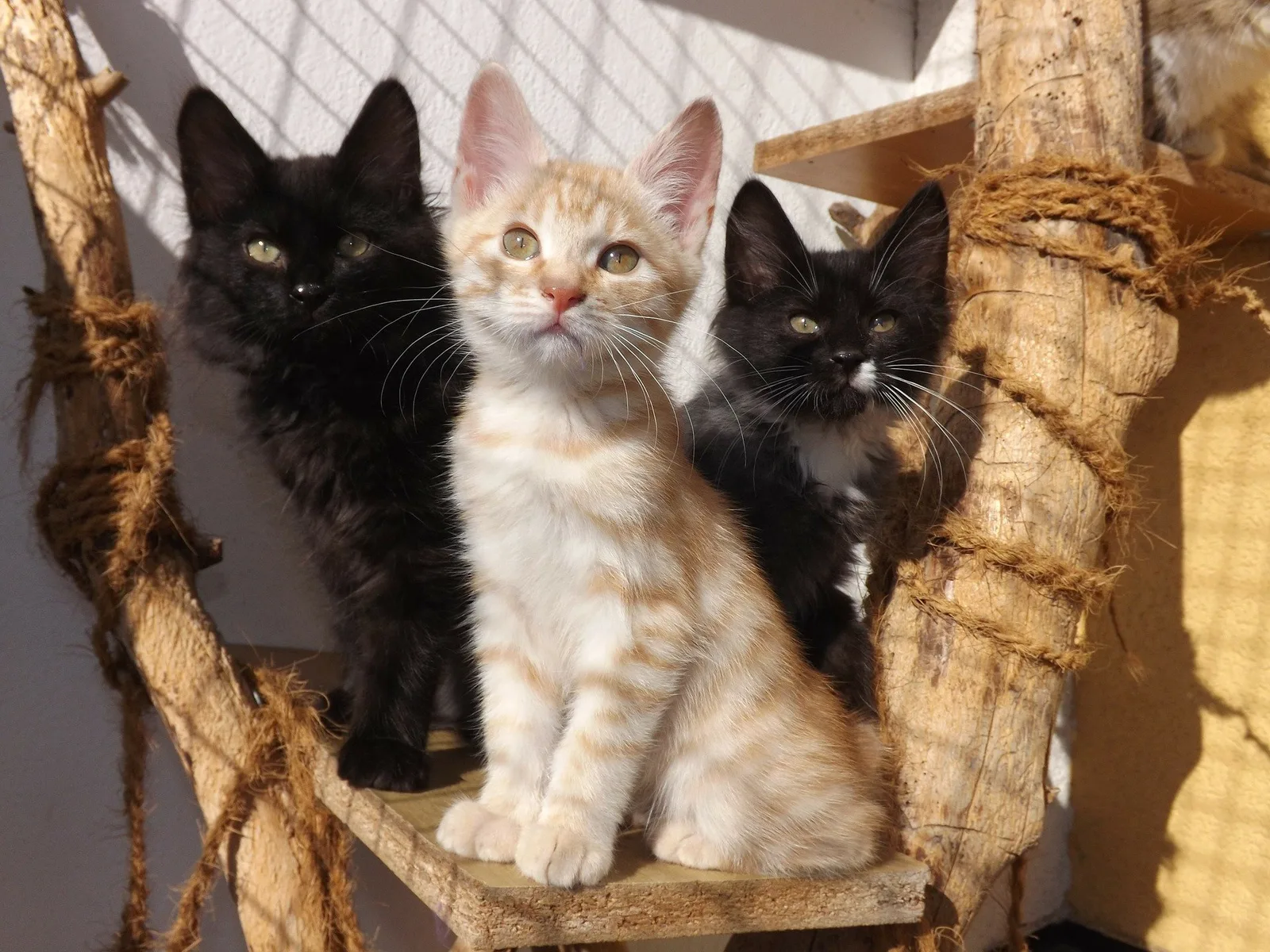 Drei Katzenbabys auf Katzenkratzbaum - weiße, braun-weiße und schwarze Kätzchen
