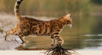 Getigerte Katze mit Wurzeln an Wasser – Kurs-Galerie-Bild zu Katzennatur und Instinkten