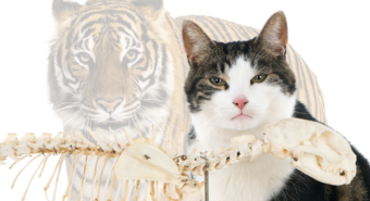 Schwarzweiße Katze mit Krone und Tiger im Hintergrund – Galerie-Thumbnail Kurs-Modul