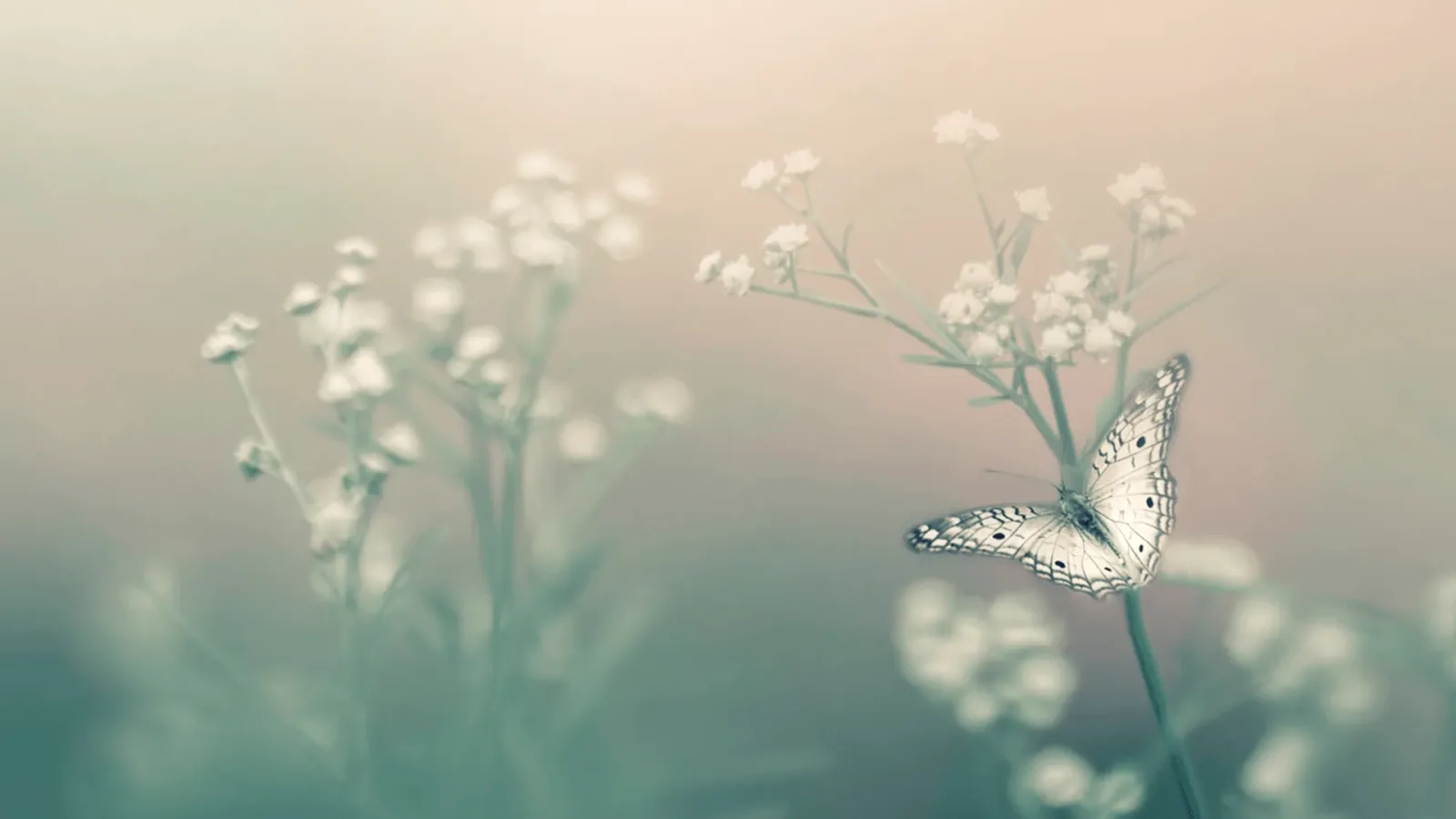 Klopf dich in deine Mitte: EFT – Videokurs zur Stressregulation 8 Weißer Schmetterling auf unscharfen weißen Blüten im Morgenlicht, symbolisiert Transformation und Leichtigkeit
