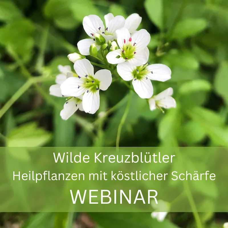 Weiße Kreuzblütler-Blüten mit grünem Stempel in Nahaufnahme