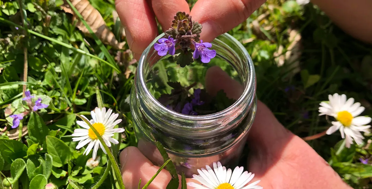 Blüten in Glas mit Kamillen und violetten Blüten in Händen, umgeben von grünen Pflanzen