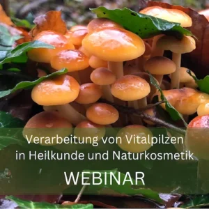 Orangefarbene Vitalpilze auf dunklem Waldboden mit grünen Blättern