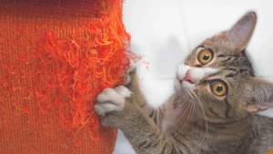 Tabby-Katze kratzt an roter Sisalteppich-Rolle, frontal von unten fotografiert mit großen Augen