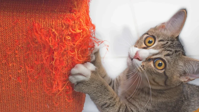 Kratzmarkieren bei Katzen – Videokurs gegen zerkratzte Möbel