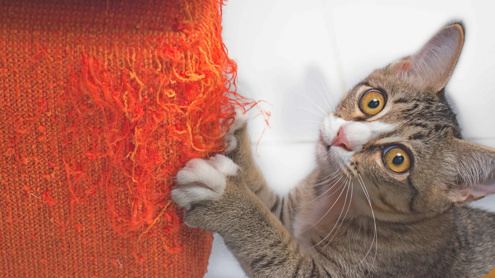 Tabby-Katze kratzt an roter Sisalteppich-Rolle, frontal von unten fotografiert mit großen Augen