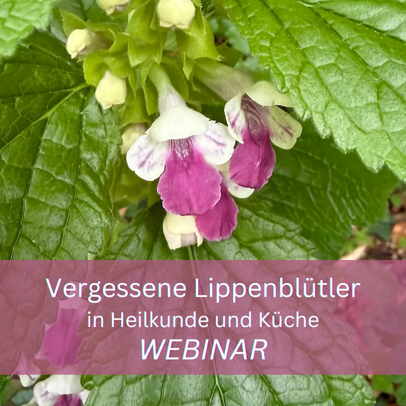 Rosa-weiße Lippenblütler-Blüten, Webinar-Download Vergessene Heilpflanzen