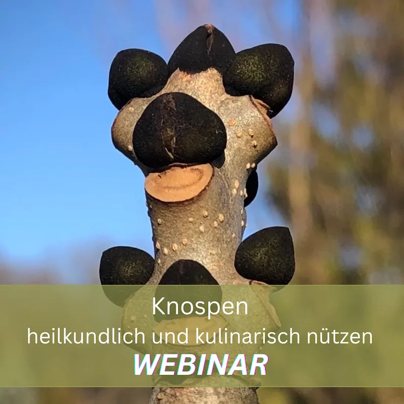 Knospe an Zweig vor blauem Himmel, Webinar-Titelbild Knospenkunde