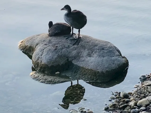 Zwei Vögel auf einem großen Stein im Wasser, einer sitzt, einer steht