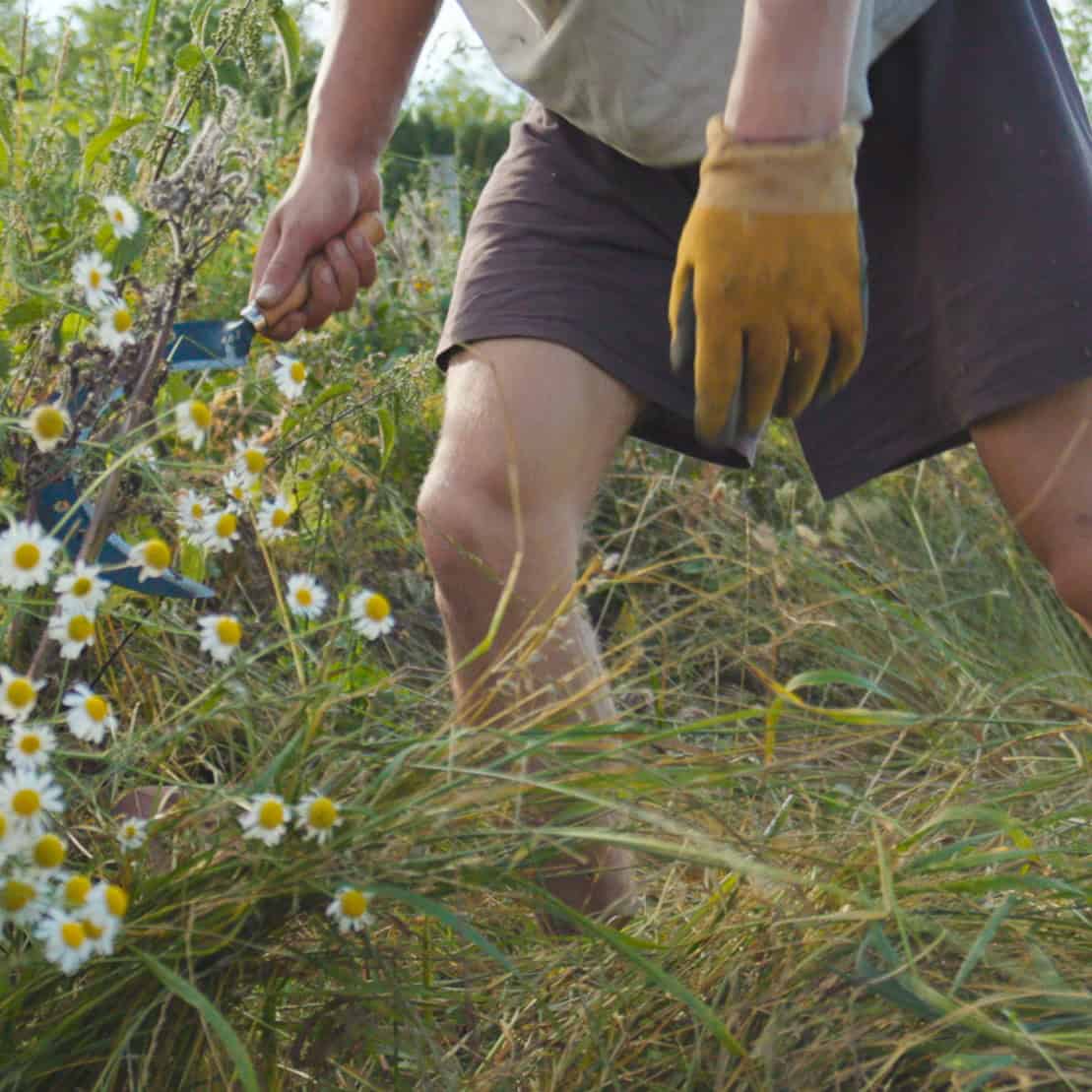 Nahaufnahme: Hände mit gelben Handschuhen ernten Gänseblümchen aus Wildwiese
