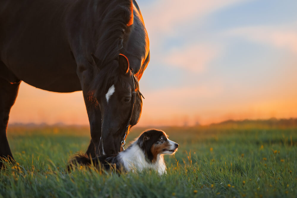 Schwarzes Pferd senkt Kopf zu braunem Hund auf Wiese bei Sonnenuntergang