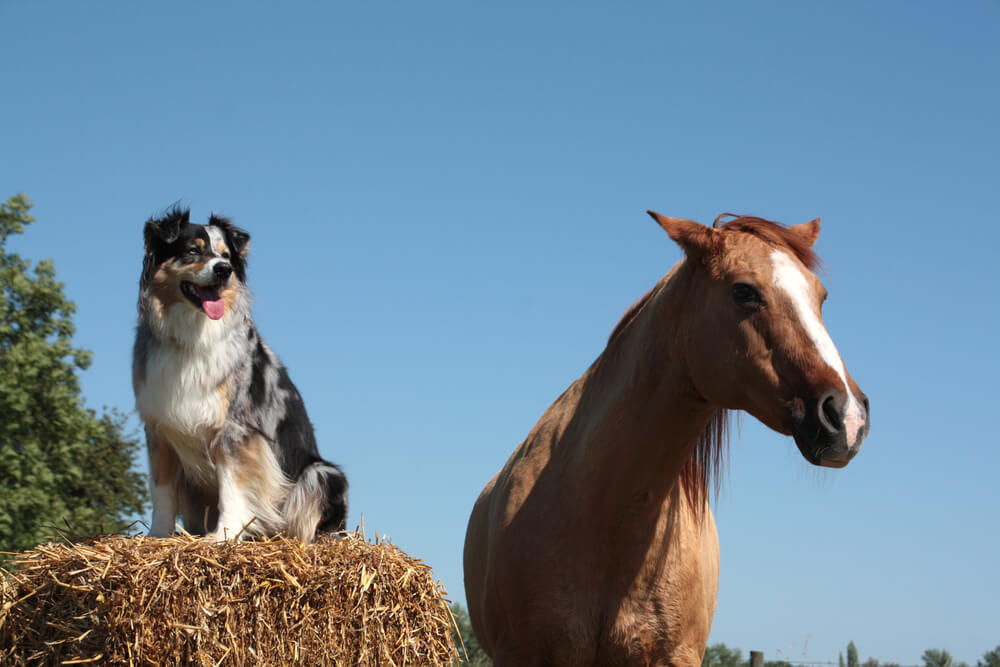 Schwarz-weißer Border Collie und brauner Pferdetorso vor blauem Himmel