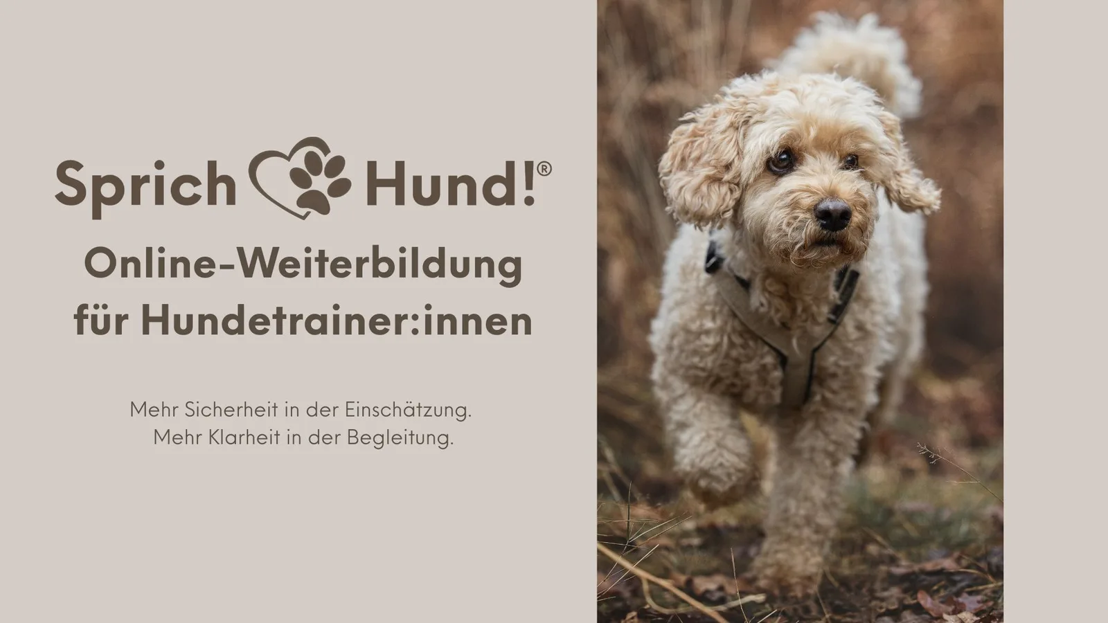 Lizenz Sprich Hund! Die wichtigsten 5! Serie 1 von Christiane Jacobs 6 Portrait eines cremefarbenen Pudels mit lockigem Fell vor unscharfem braunem Hintergrund