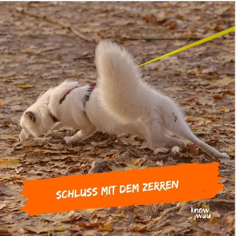 Lockere Leine – Videokurs zur Hundeerziehung von Karin Immler