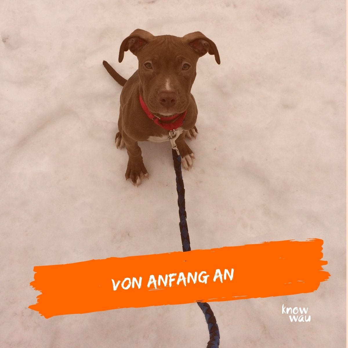 Lockere Leine – Videokurs zur Hundeerziehung von Karin Immler 6 Brauner Hund mit rotem Halsband an schwarzer Leine im Schnee