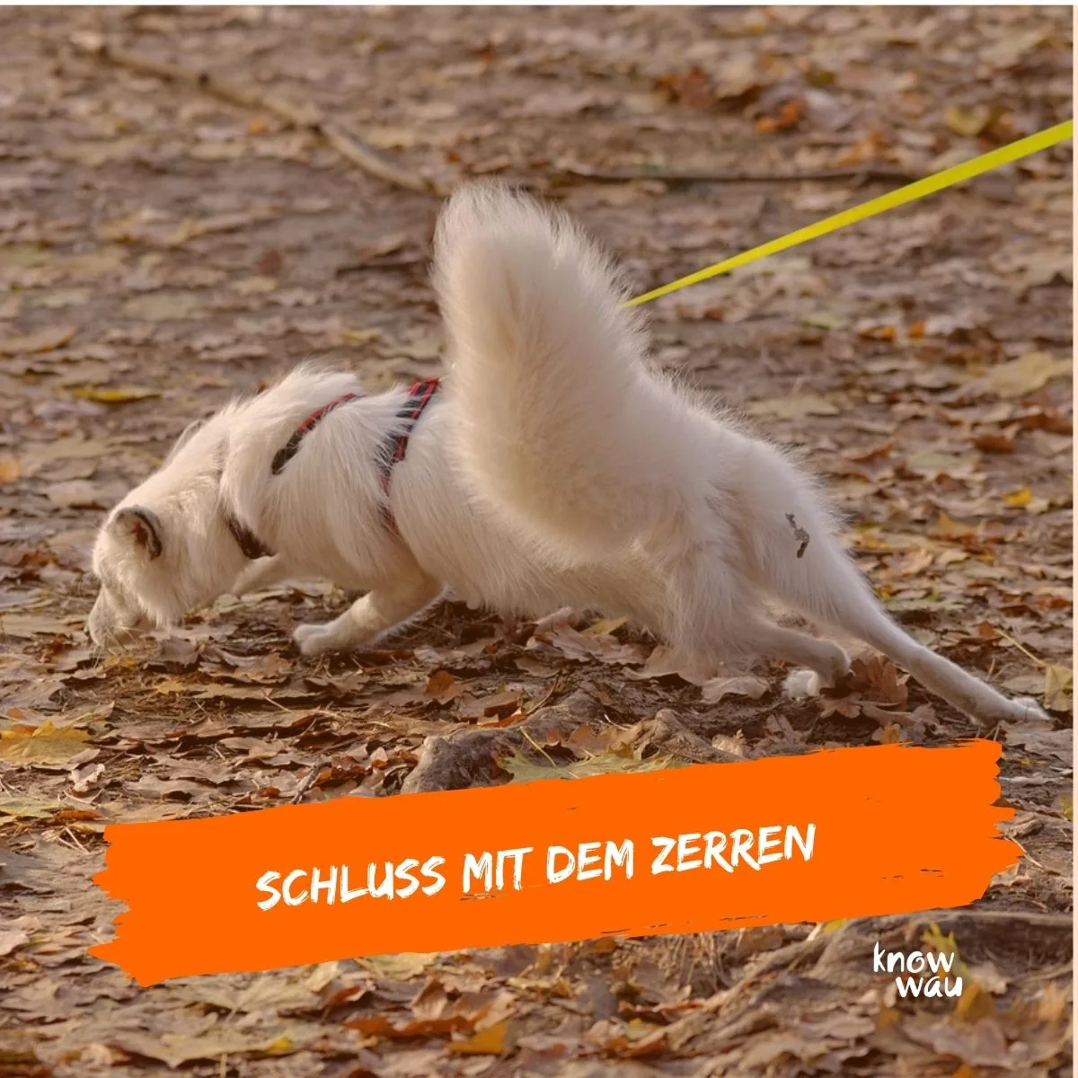 Lockere Leine – Videokurs zur Hundeerziehung von Karin Immler 1 Weißer kleiner Hund in Zugzwang-Position an gelber Leine auf Waldweg