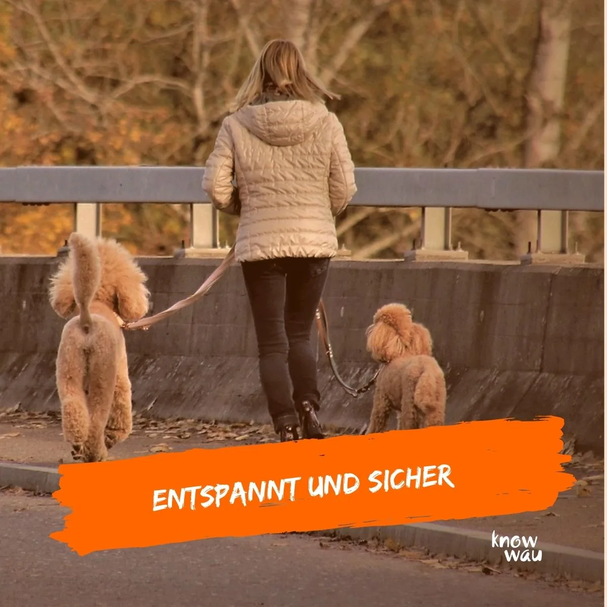 Lockere Leine – Videokurs zur Hundeerziehung von Karin Immler 5 Frau mit zwei braunen Pudeln an lockerer Leine auf Gehweg