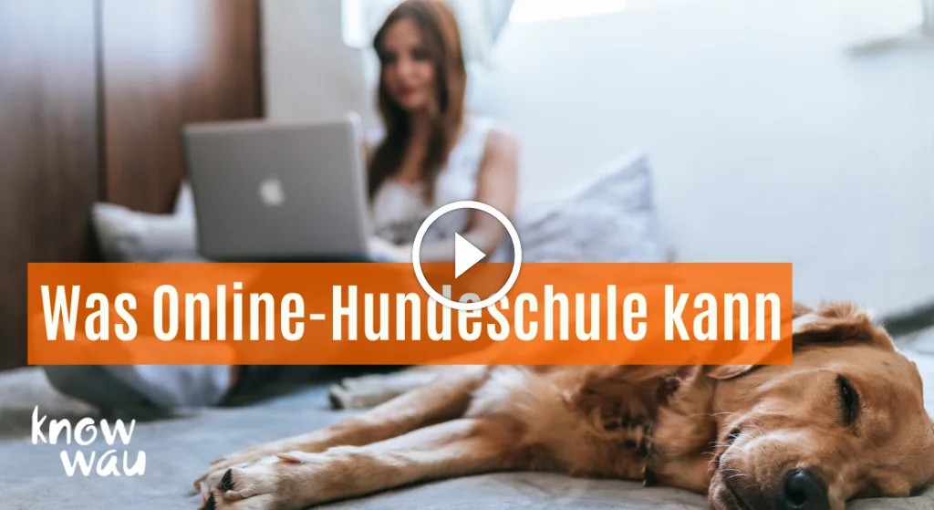 Lockere Leine – Videokurs zur Hundeerziehung von Karin Immler 8 Frau am Laptop mit liegendem Hund, Play-Button für Videokurs