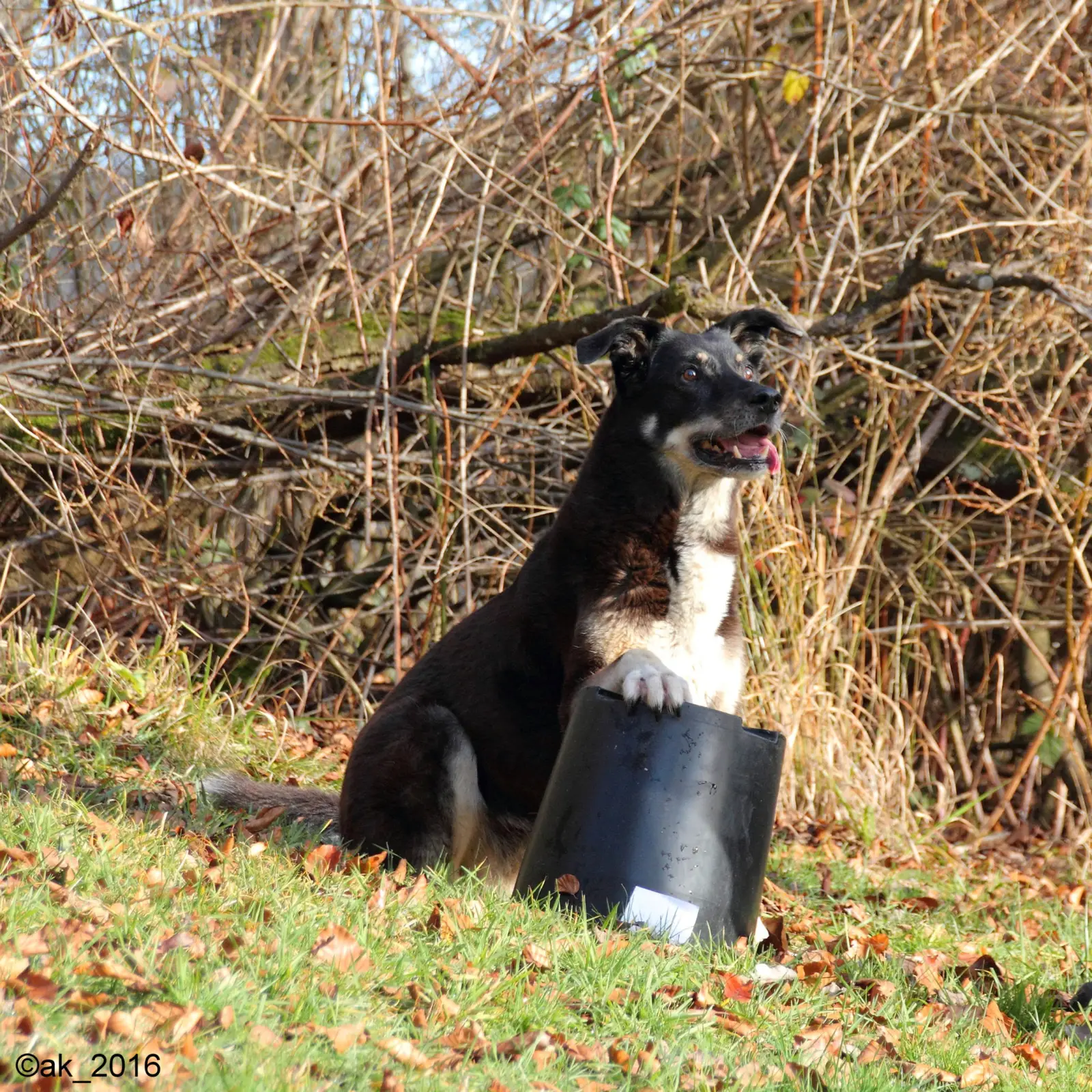 Lockere Leine – Videokurs zur Hundeerziehung von Karin Immler 11 Schwarz-weißer Hund mit Clicker-Eimer im Wald sitzend