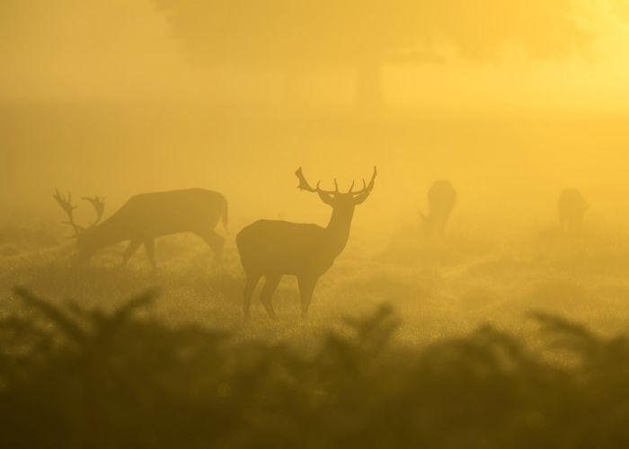 Hirsche in gelbem Nebel auf Wiese, abstrakte Naturaufnahme mit Silhouetten