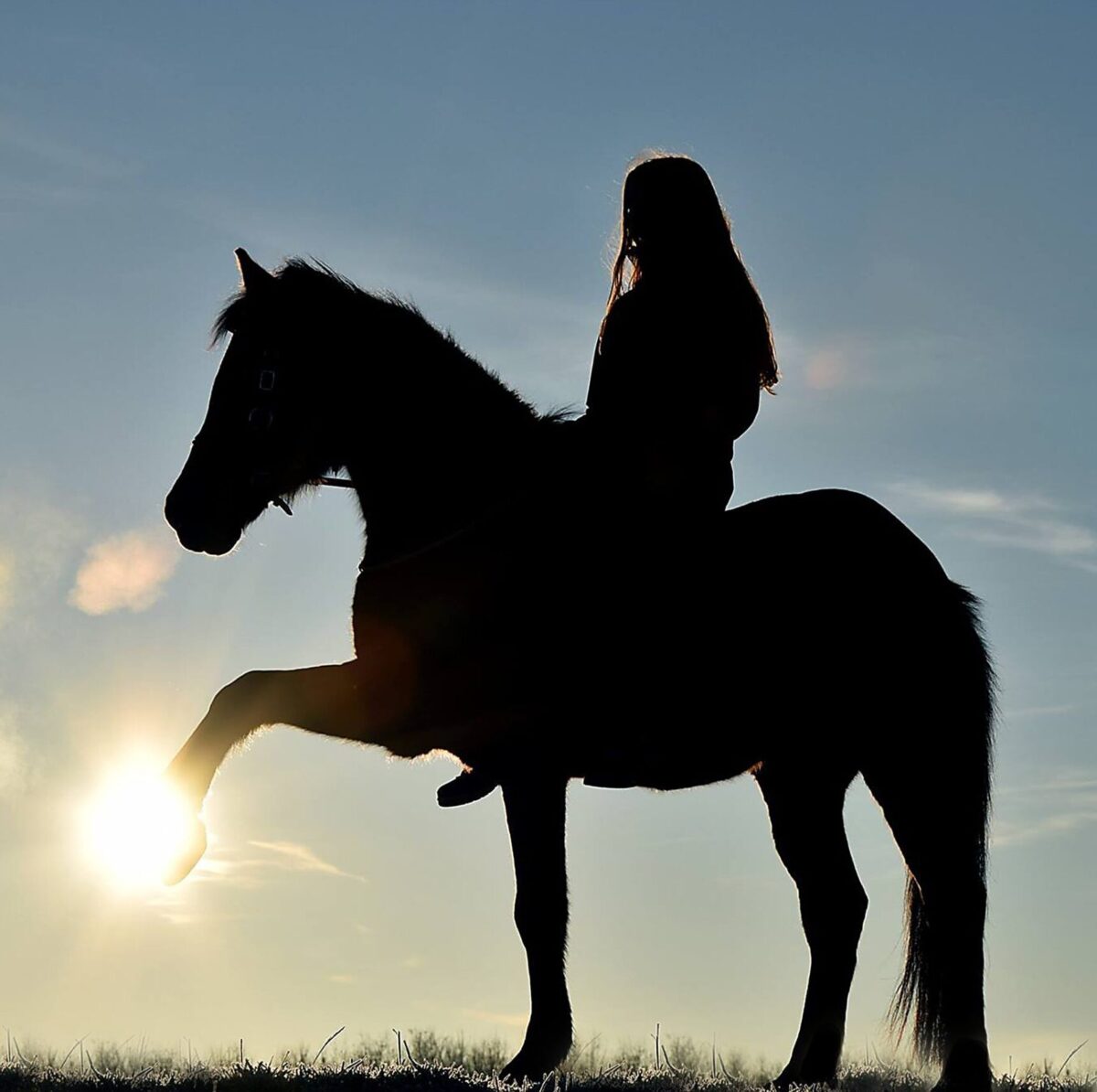 Pferd – gemeinsam Vertrauen aufbauen
