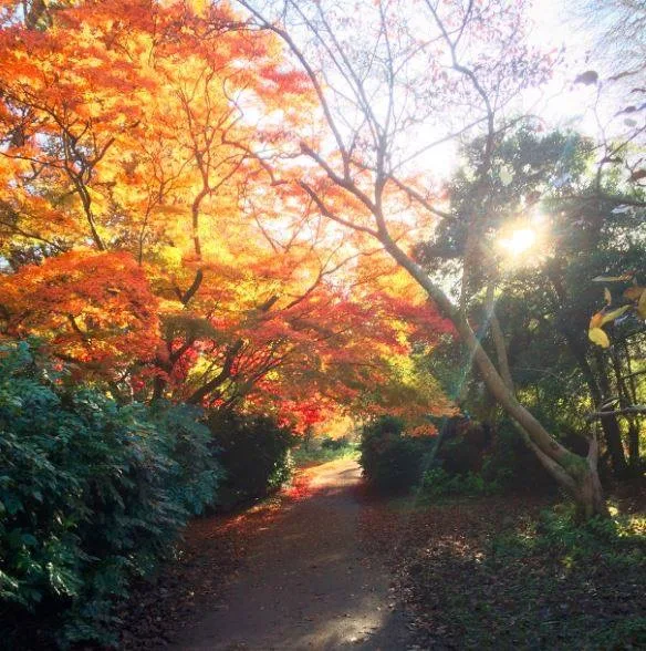 Herbstweg mit leuchtend rotem Laubdach und Sonnenlicht, warme Herbstszenerie